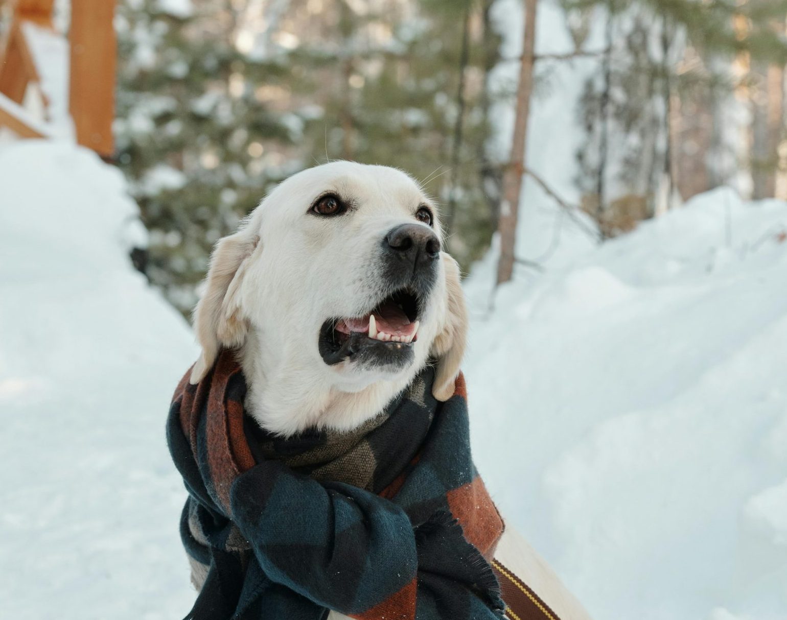 Cuidado de las patitas de perro en climas fríos