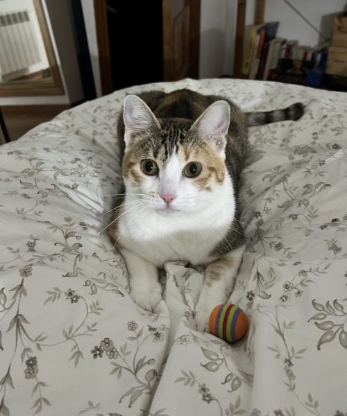 Cuidados del gato Cuidados del gato